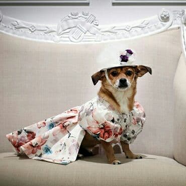 Blessing Babies Japan 【Balloon Angel】