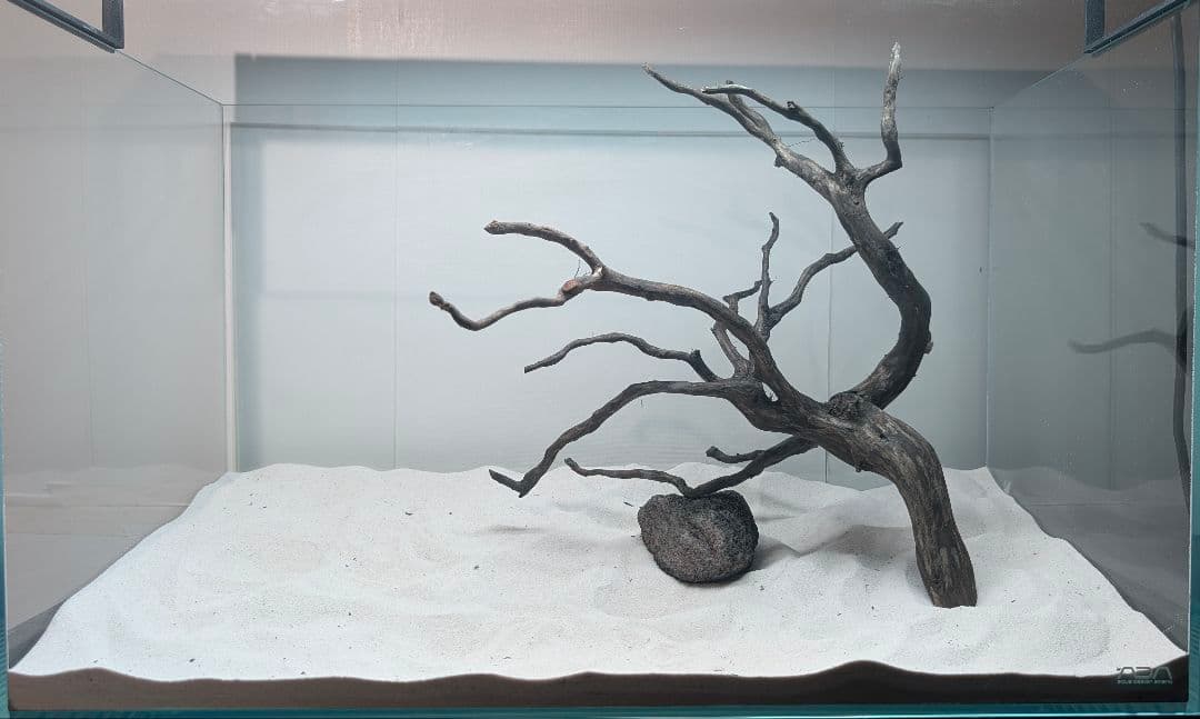 ブラックスマトラブランチ【BSB118】アクアリウム まとめ買い対応可 水槽