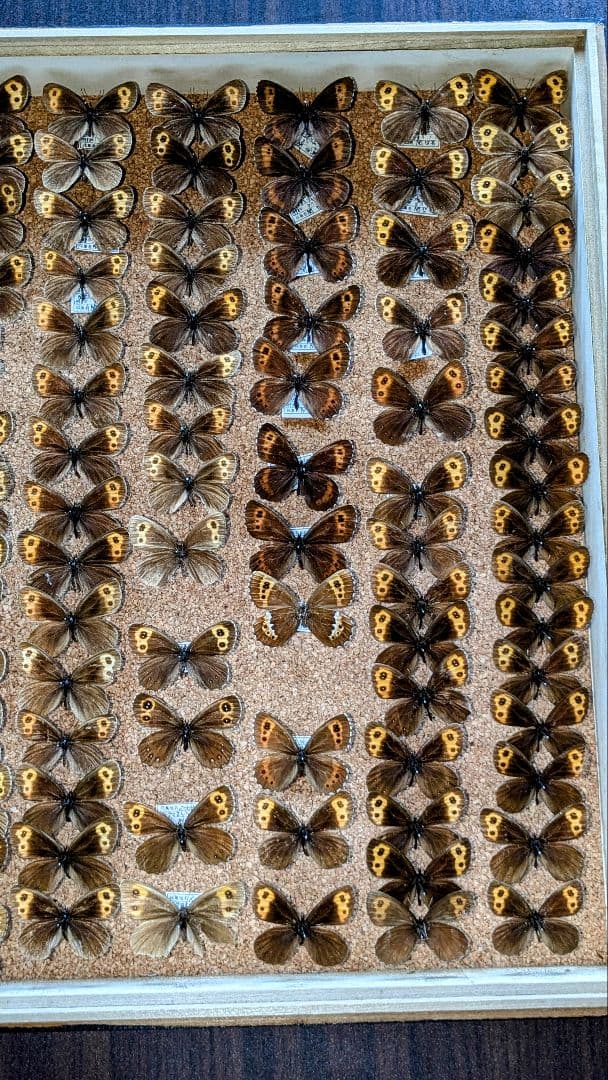 ベニヒカゲ　クモマベニヒカゲ　セット