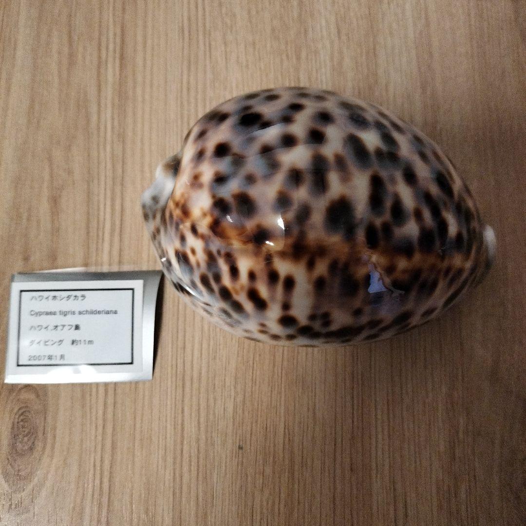 リラックマさま専用♪ハワイホシダカラ