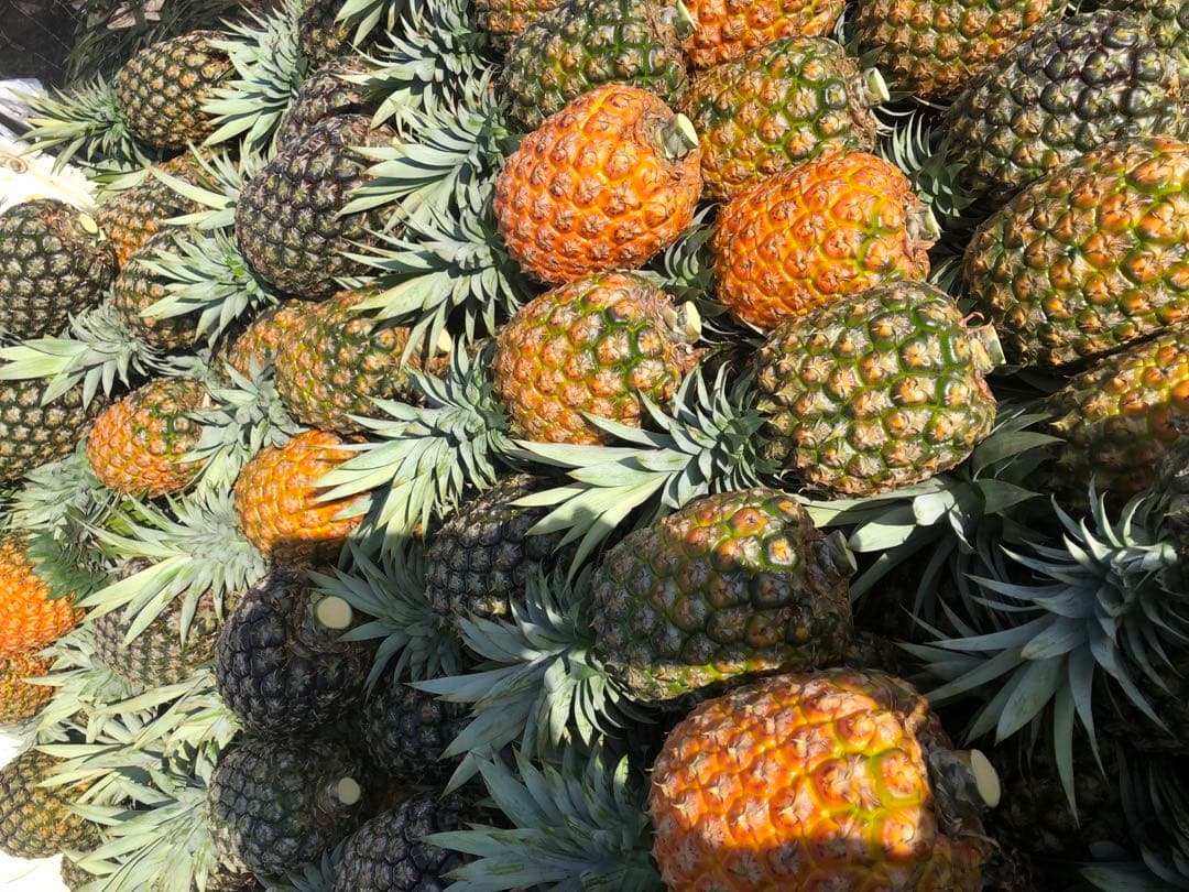 kozoゴールドバレル2玉‼️クール便込