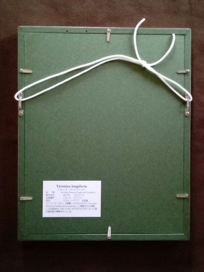 イギリス ボタニカル画 石版画(クロモリトグラフ) １８９７年