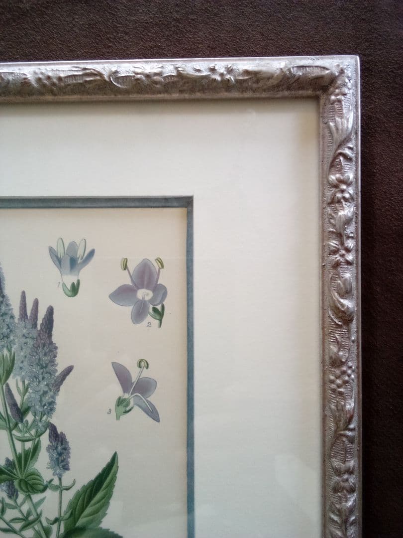 イギリス ボタニカル画 石版画(クロモリトグラフ) １８９７年