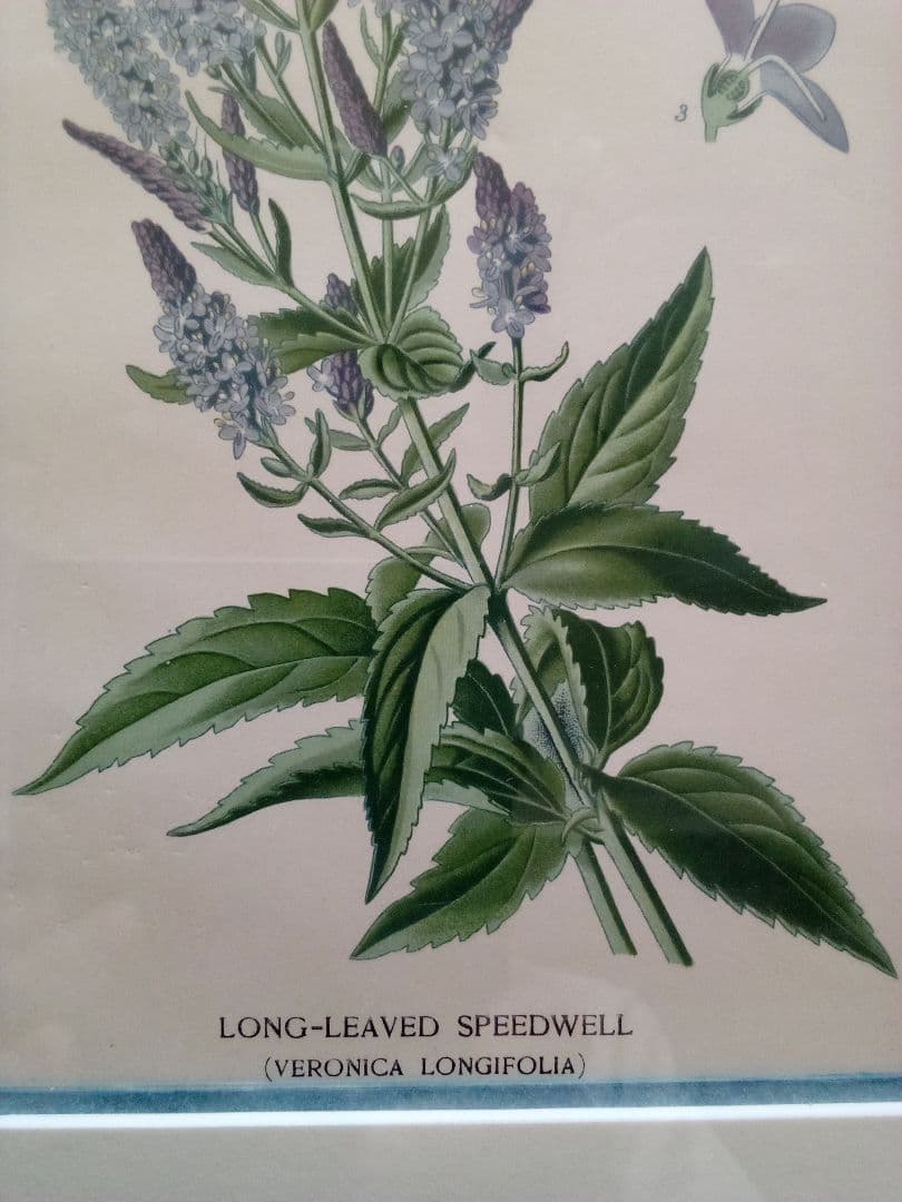 イギリス ボタニカル画 石版画(クロモリトグラフ) １８９７年