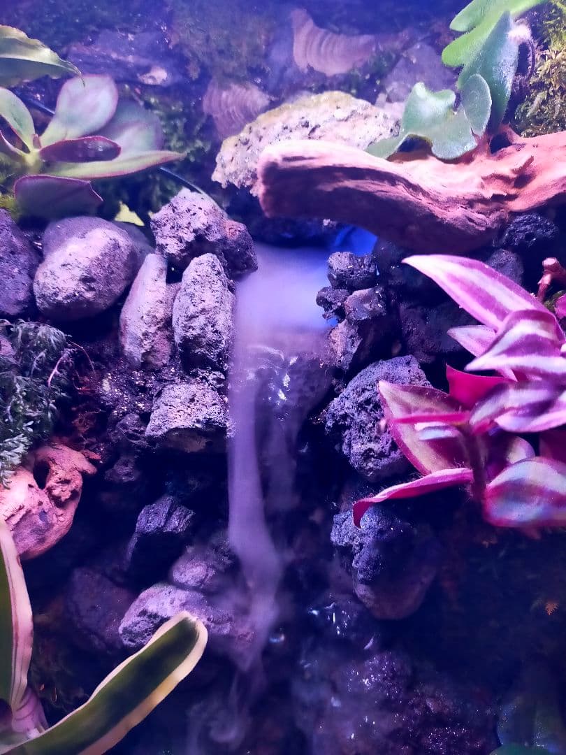 滝の流れる化石と苔のテラリウム、究極の飼育箱（化石、ライト、ミスト、階段付き）