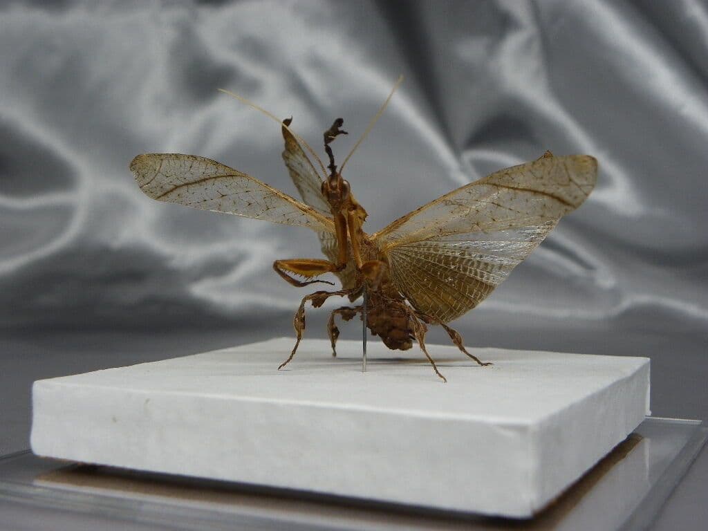 ゴーストマンティス／ペア　立体標本