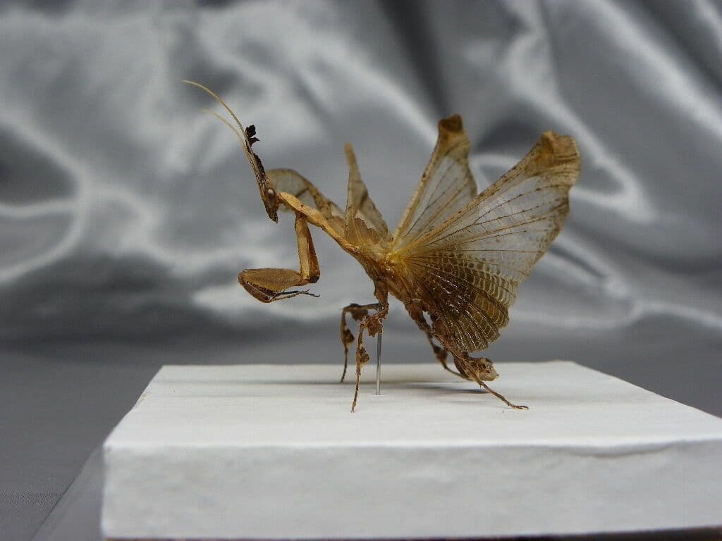 ゴーストマンティス／ペア　立体標本