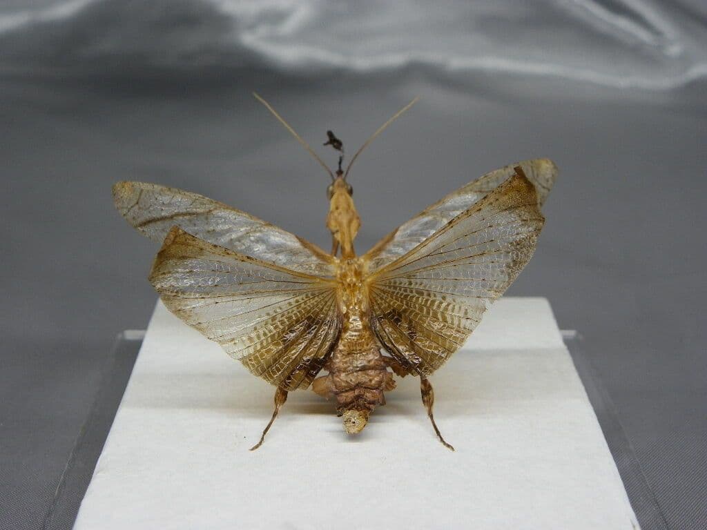 ゴーストマンティス／ペア　立体標本