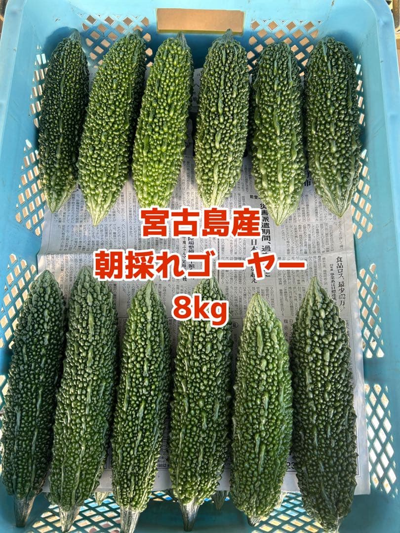 宮古島産 朝採れゴーヤー 8kg