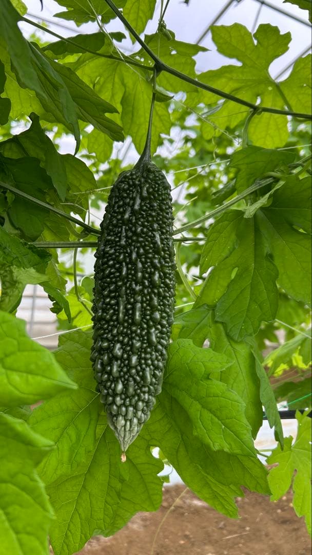 宮古島産 朝採れゴーヤー 8kg