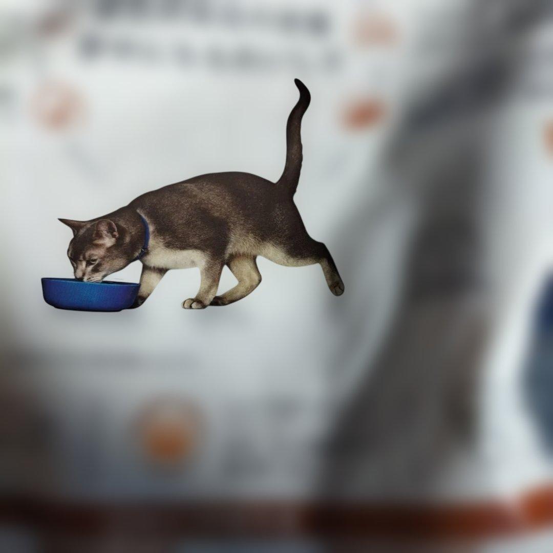 未使用Hill's k/d 腎臓ケア キャットフード4キロ