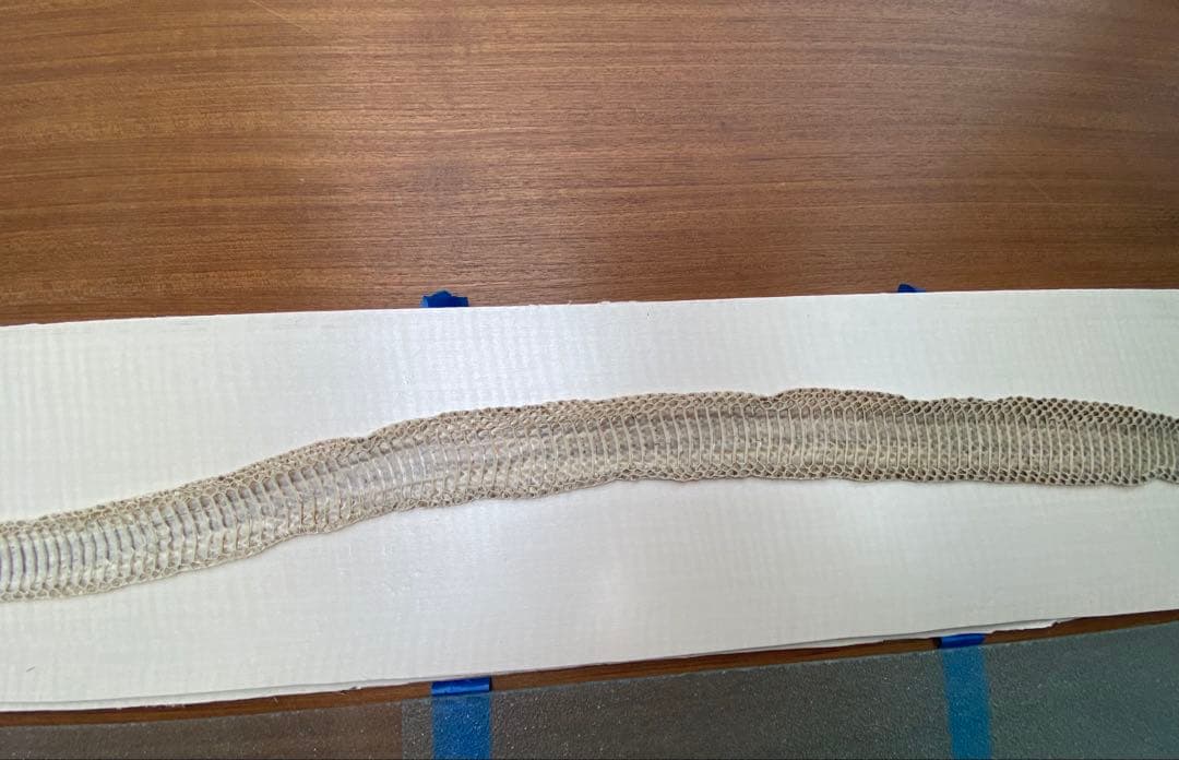 アオダイショウ抜け殻