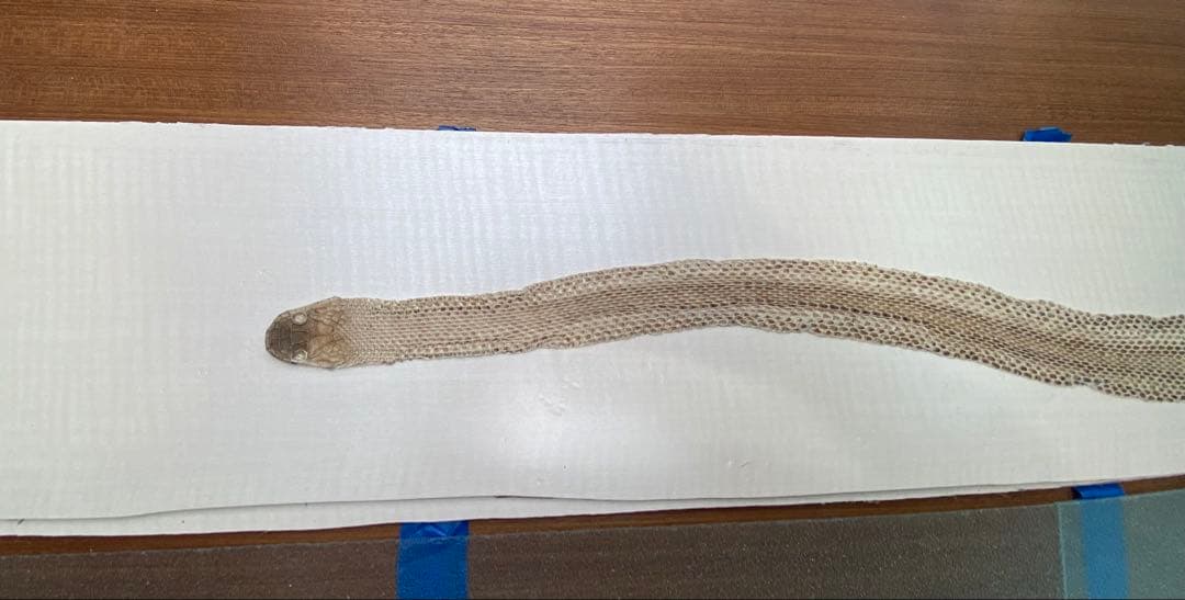 アオダイショウ抜け殻