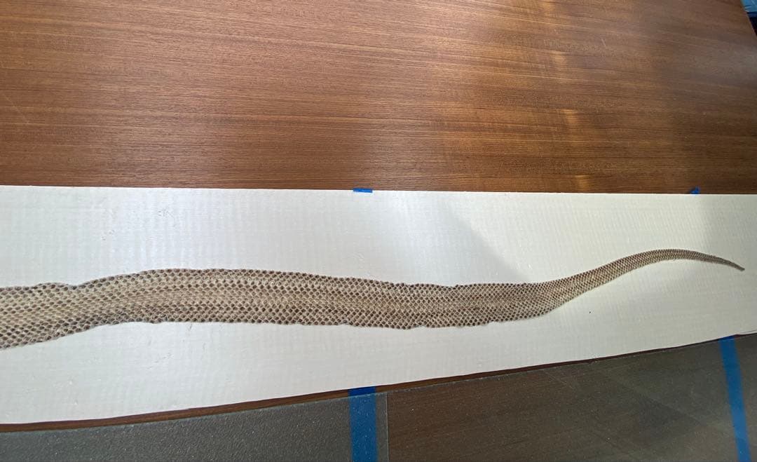 アオダイショウ抜け殻