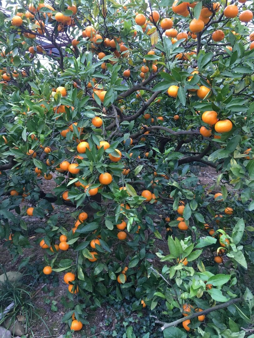 ありだみかん　１８キロ　小玉