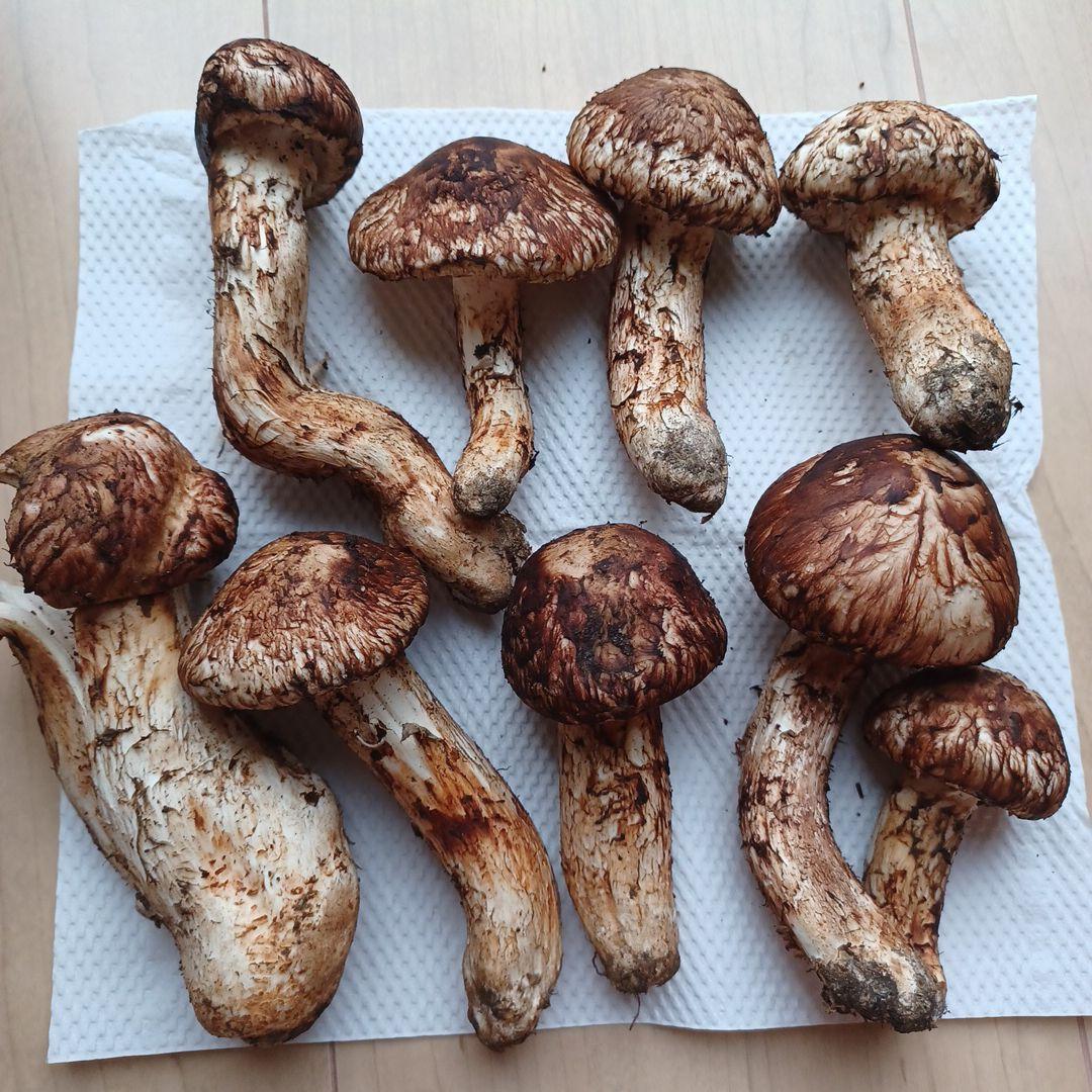 岩手県産　松茸　本日採れ！