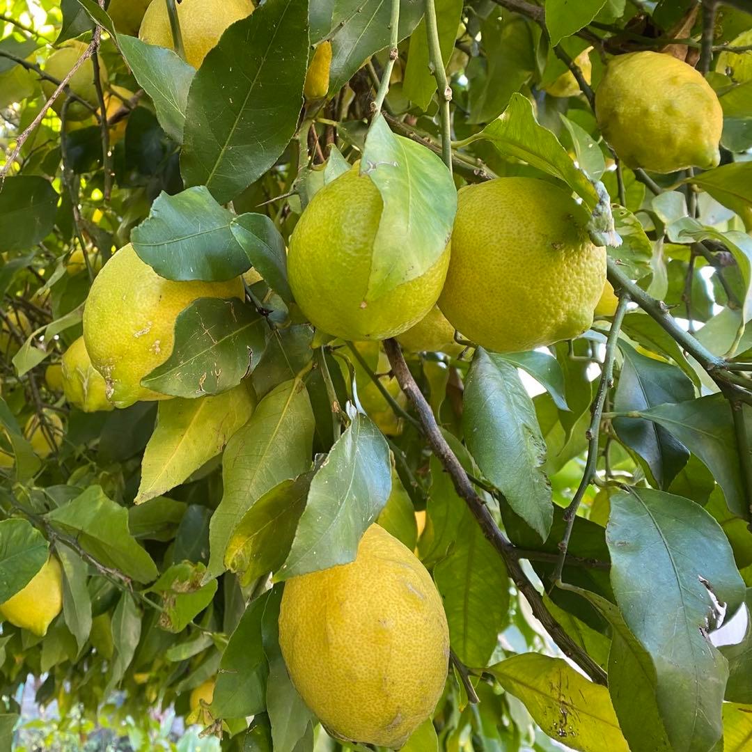 【特大】レモン　農薬不使用　2/7.8（土日）収穫発送予定 有機肥料 産地直送