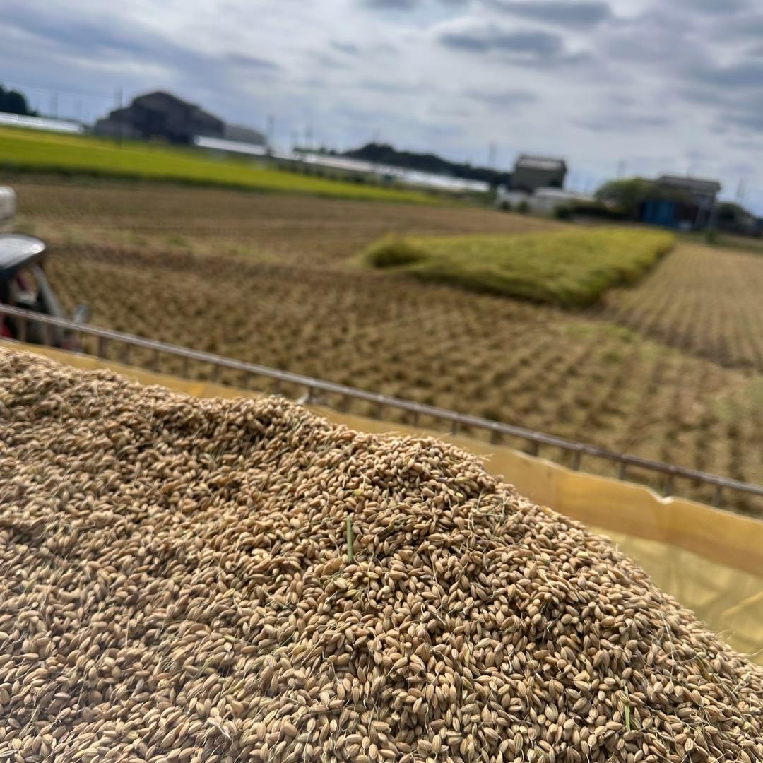 【農家直送】令和7年産 栃木県産コシヒカリ 精米10kg(10キロ)白米