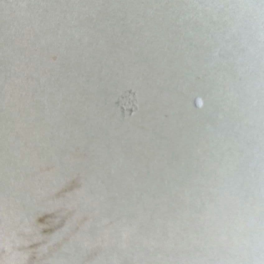 手形　サイン　相撲　白鵬　三十六代庄之助