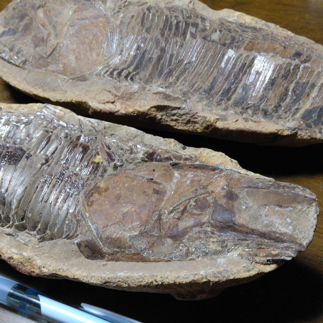 化石　　三葉虫　　石　　古い　　レトロ