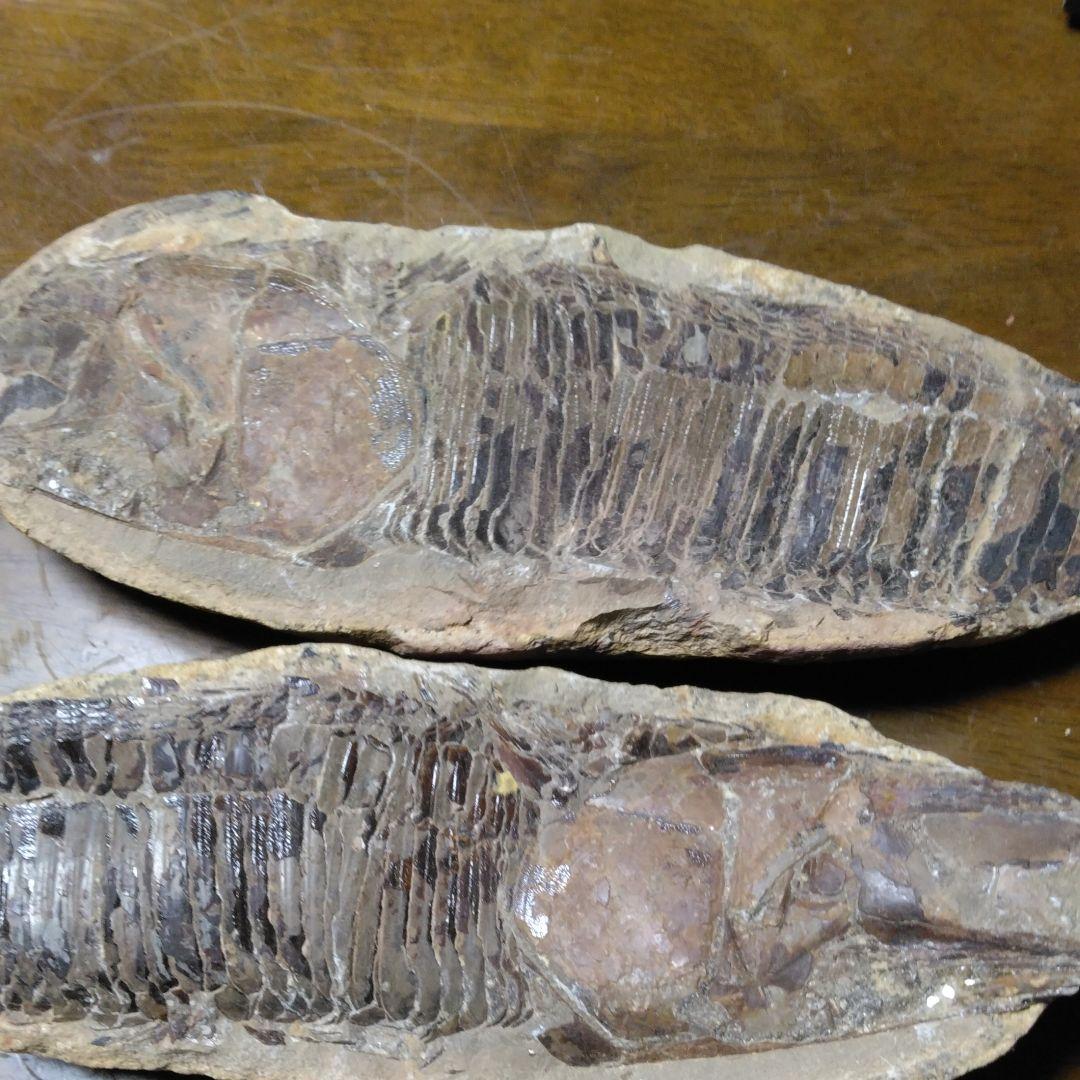 化石　　三葉虫　　石　　古い　　レトロ