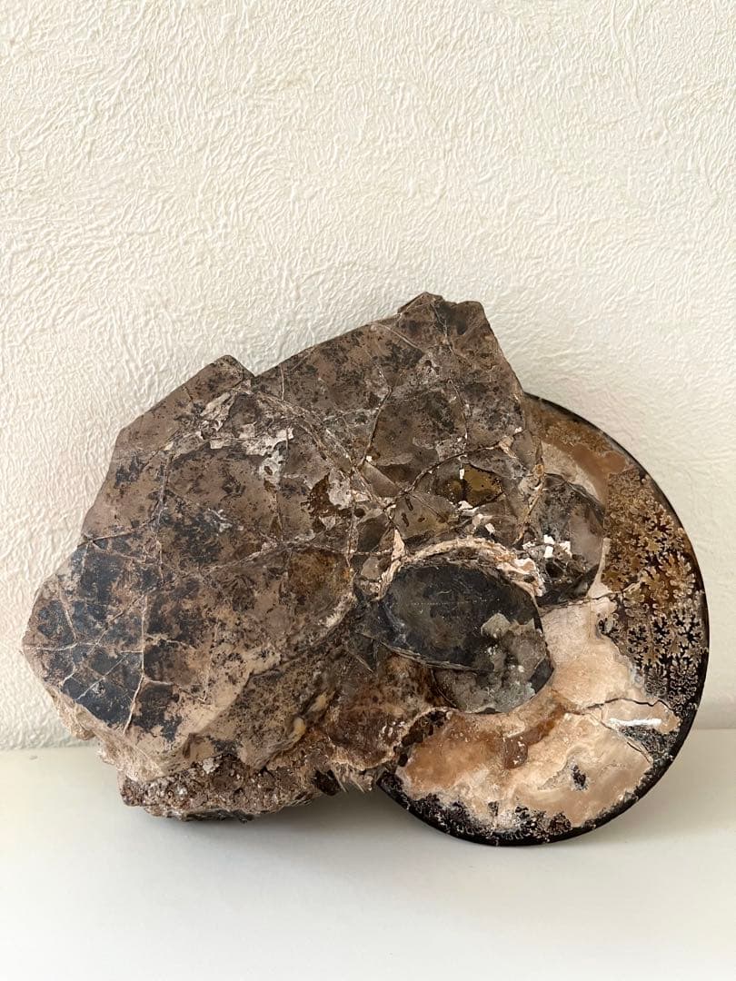 美品アンモナイト化石　菊石　レア15.5cm