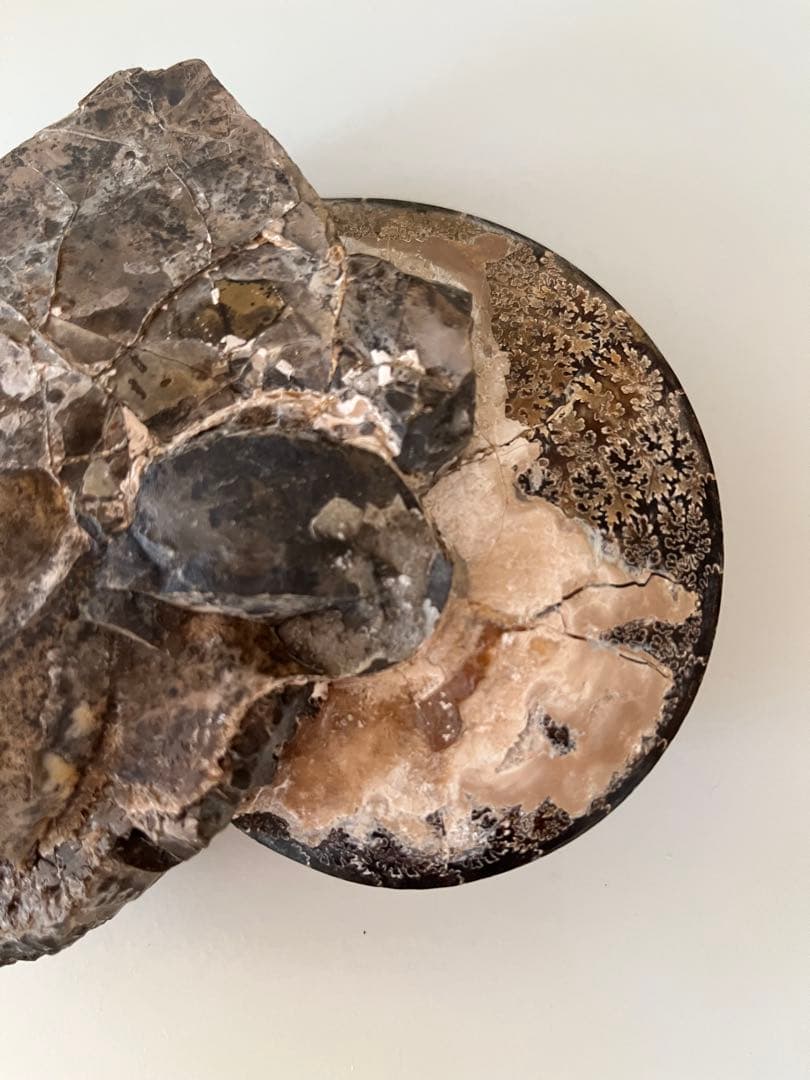 美品アンモナイト化石　菊石　レア15.5cm
