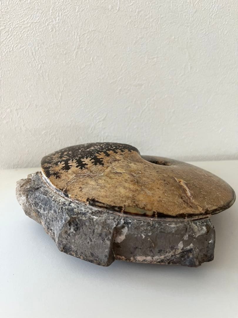 美品アンモナイト化石　菊石　レア15.5cm