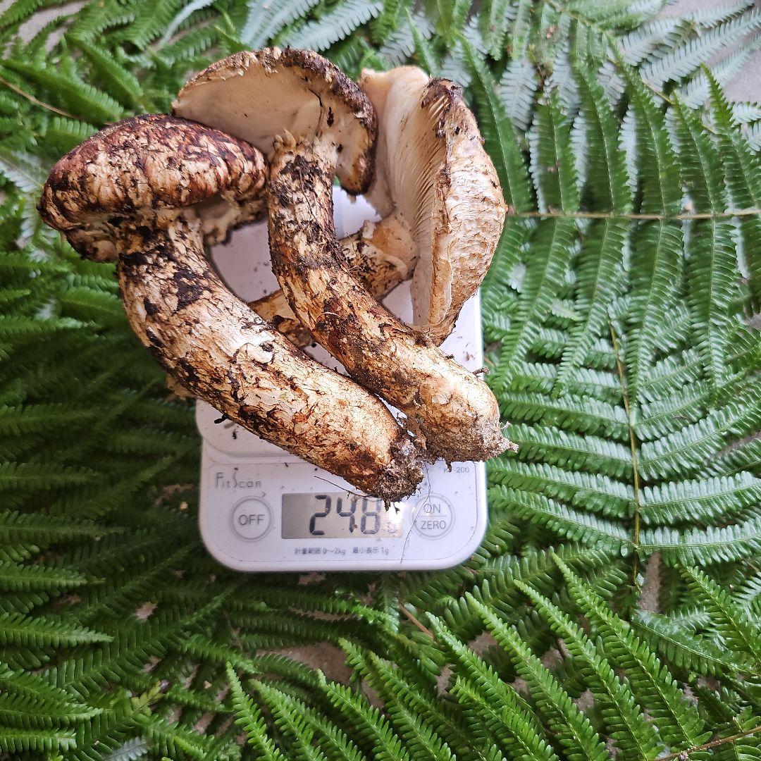 広島県産 松茸 248g