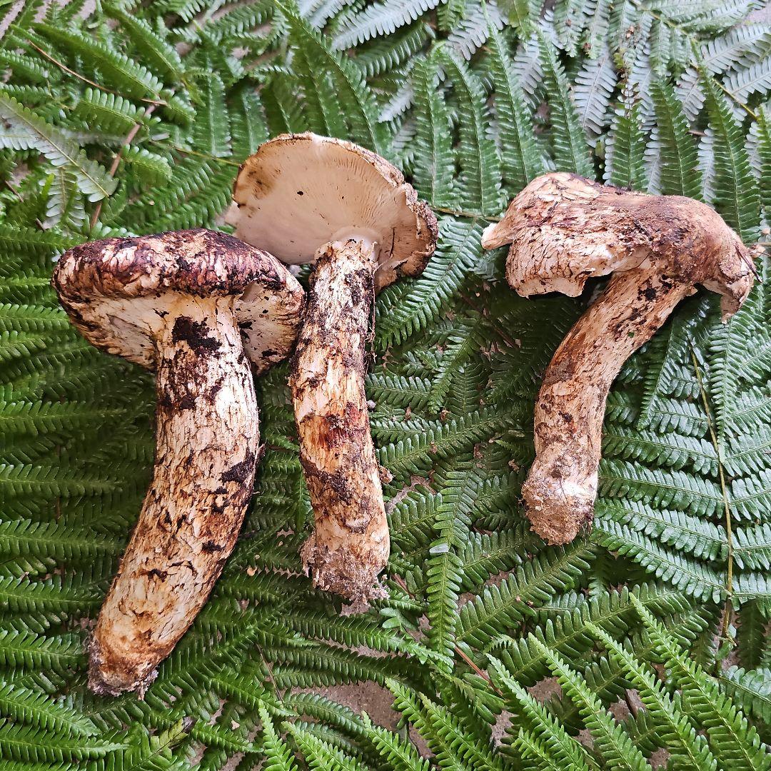 広島県産 松茸 248g