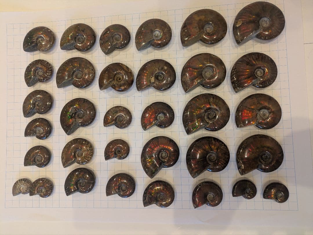 アンモナイト・アンモライト コレクション 約38個