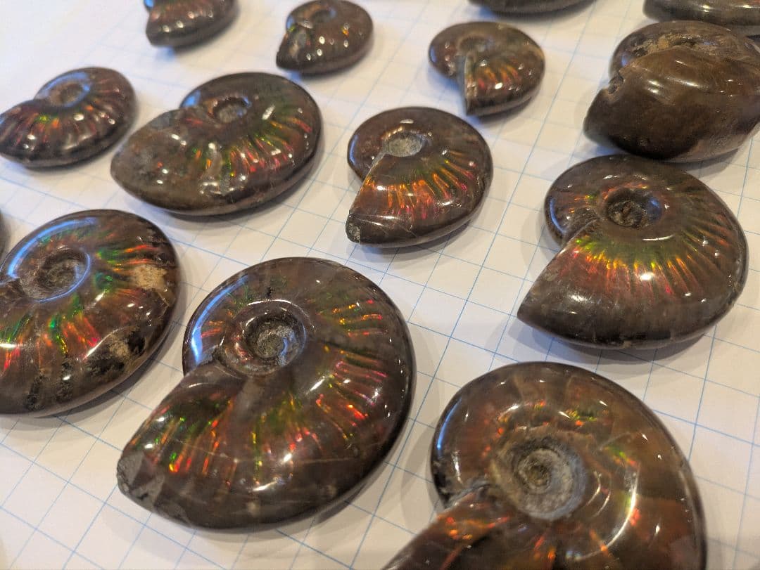 アンモナイト・アンモライト コレクション 約38個