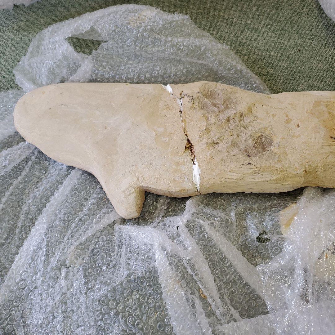 魚の化石 Chloroscyllium sp. 標本 K-1 約100cm