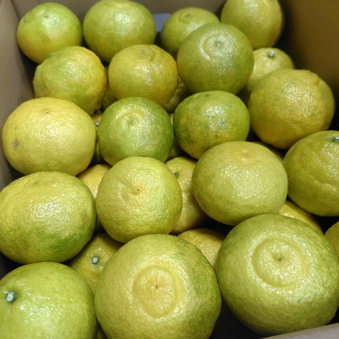 【ꕤ439】はるか『ご家庭用』熊本みかん（20kg）