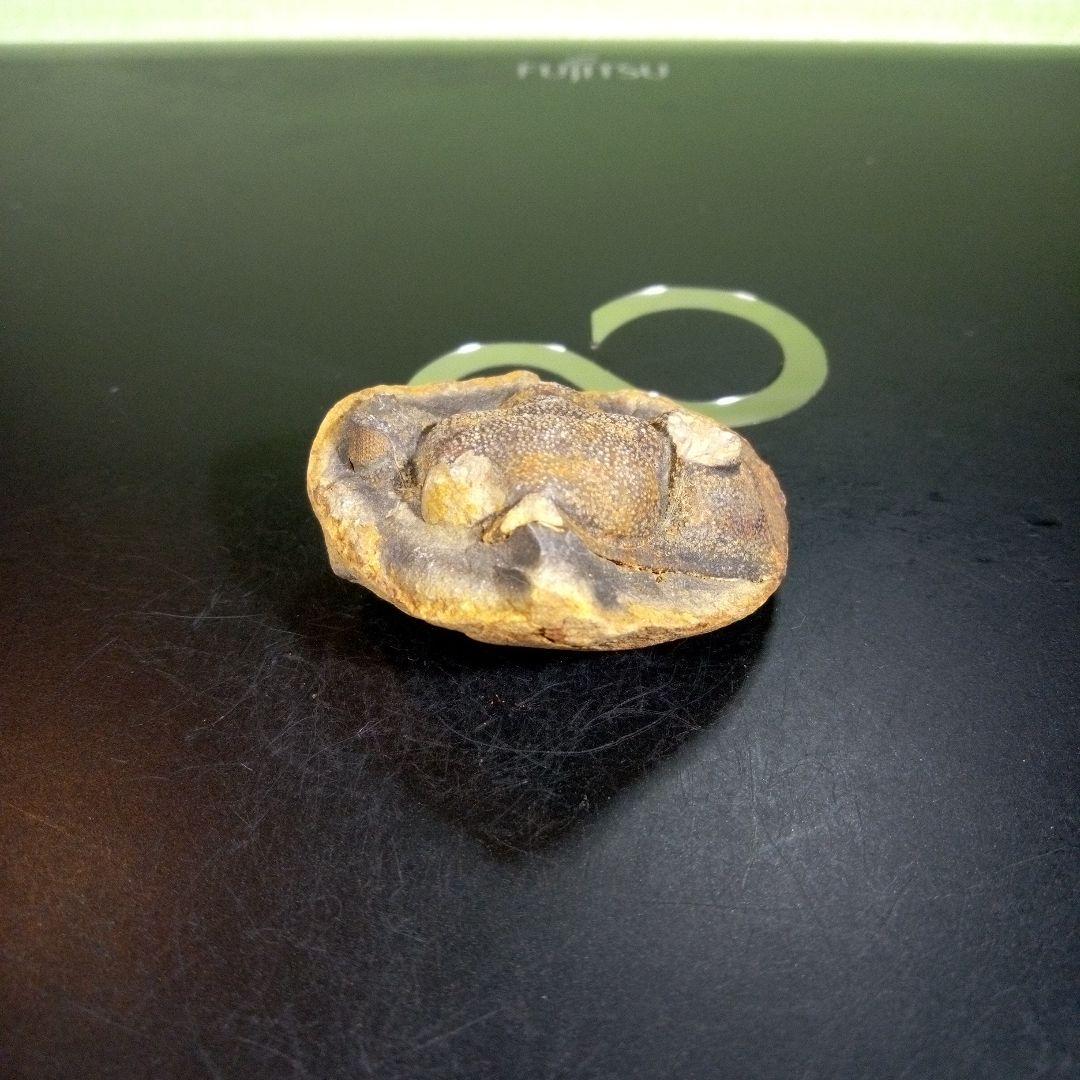 三葉虫　化石　fossil　ボリビア産　trilobite　ボリビア三葉虫郡②