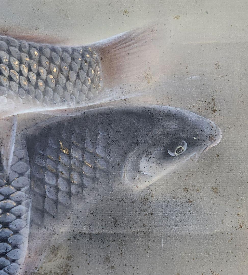 【魚紋図（群鯉)】松井香瑶 2685 共箱 掛け軸 肉筆