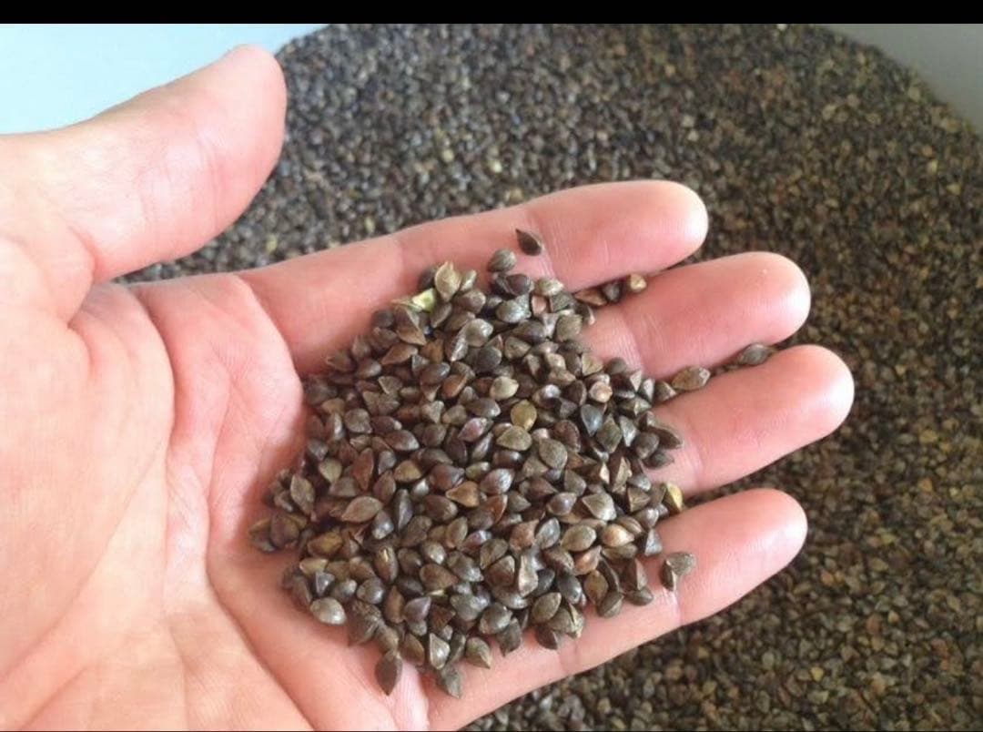 玄ソバ　玄そば　10kg