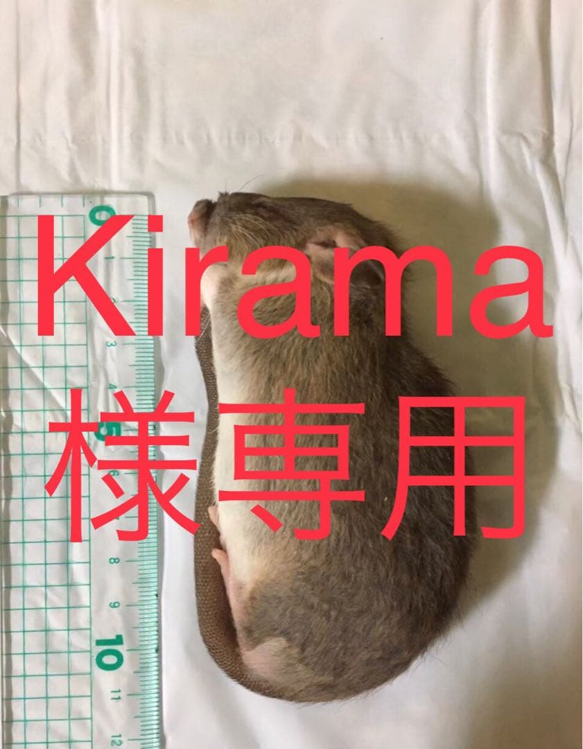 爬虫類・両生類のエサ ADL90 H10