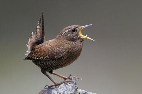 【入手困難】ミソサザイ専用竹籠