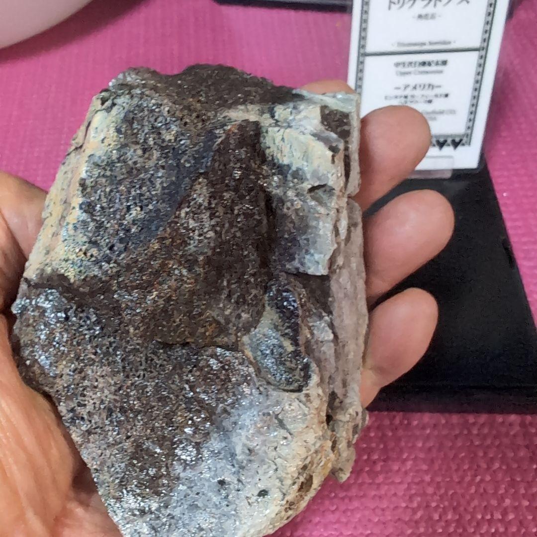 本物　トリケラトプス　特大角化石の一部　ラベル付き 485グラム