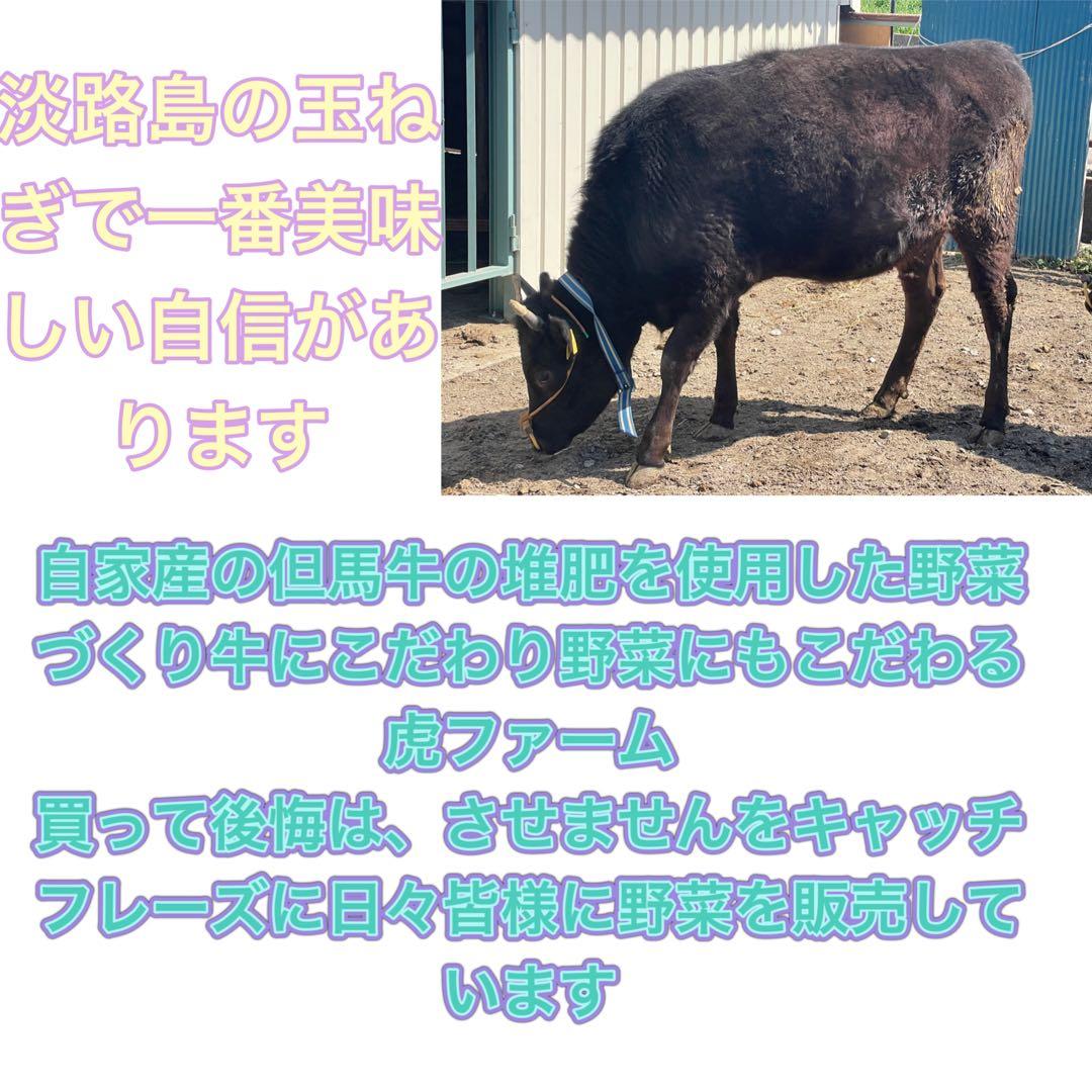 淡路島産淡路島新玉ねぎ秀品10キロ高糖度、減農薬、農家