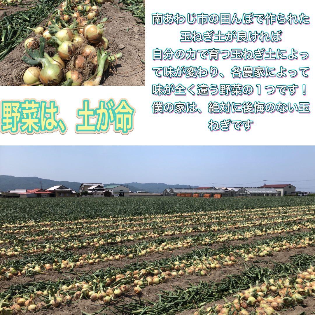 淡路島産淡路島新玉ねぎ秀品10キロ高糖度、減農薬、農家