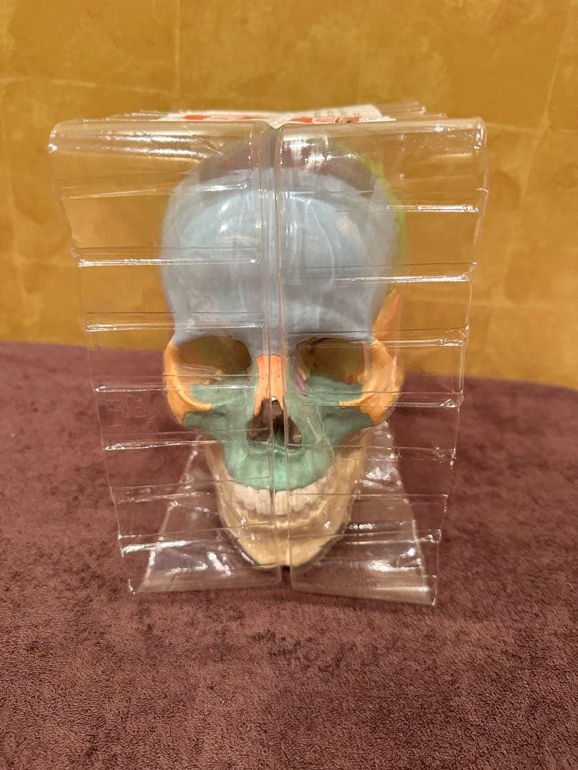 ■ドイツ3B社製頭蓋骨22分解キッ ト表示>マルチカラー　◾️新品未使用品