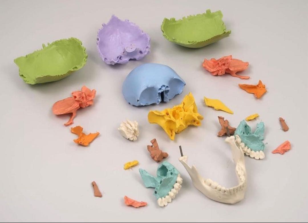 ■ドイツ3B社製頭蓋骨22分解キッ ト表示>マルチカラー　◾️新品未使用品