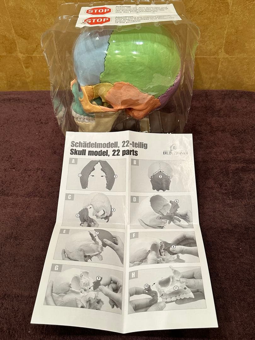 ■ドイツ3B社製頭蓋骨22分解キッ ト表示>マルチカラー　◾️新品未使用品