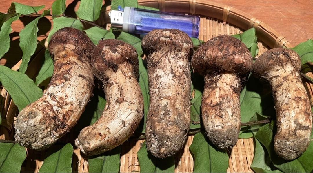 南信州産松茸　良品 10/15夕方採り231g