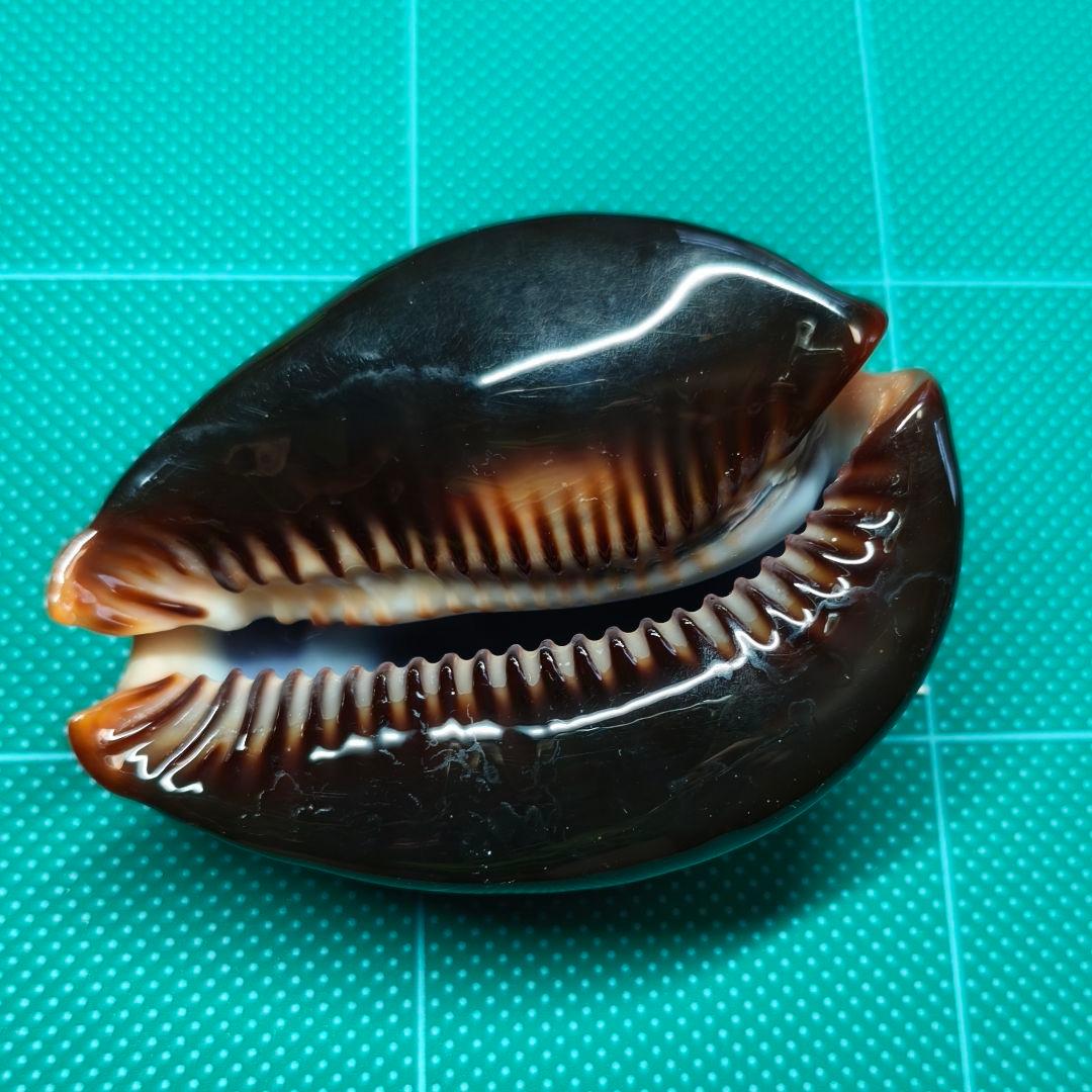 【沖縄産・大型】タカラガイ