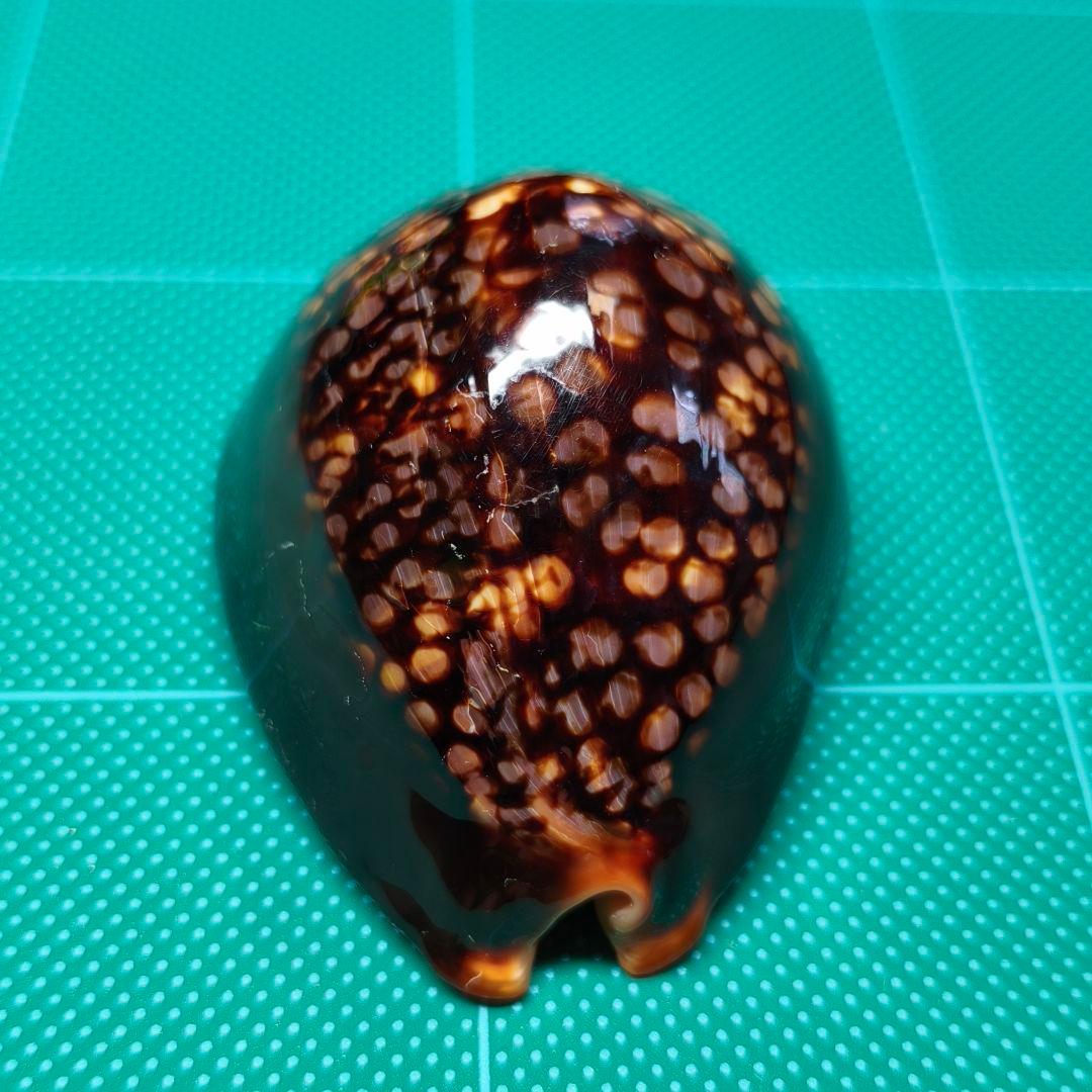 【沖縄産・大型】タカラガイ