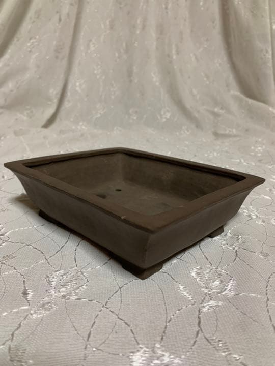 秋果　ほつれあり　盆栽鉢