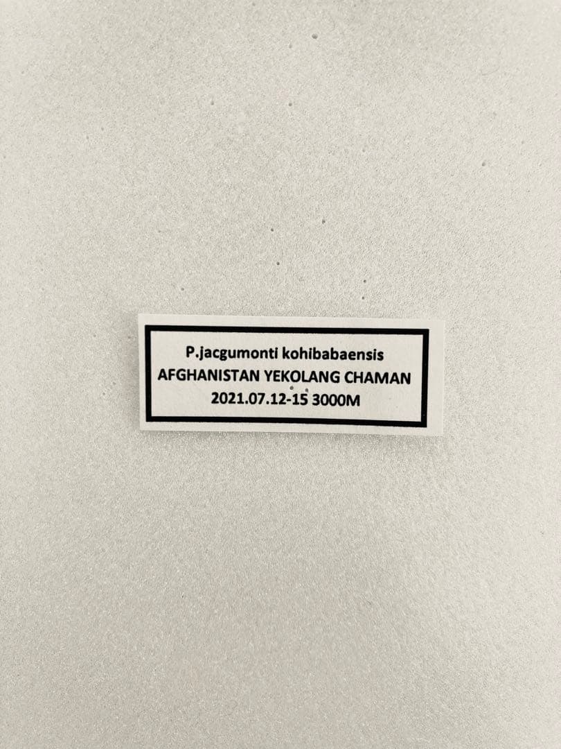 【アフガニスタン産】ジャクエモンティ・コーヒババエンシス（1メス）